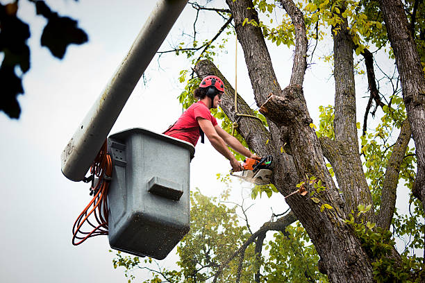 Best Large Tree Removal  in USA